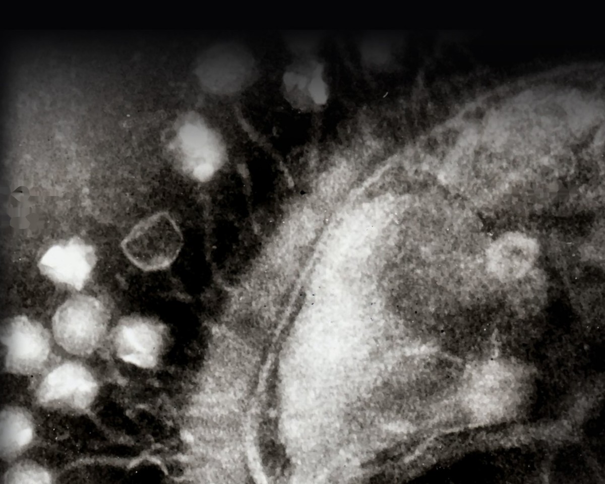Illustration for the AI-designed bacteriophages story