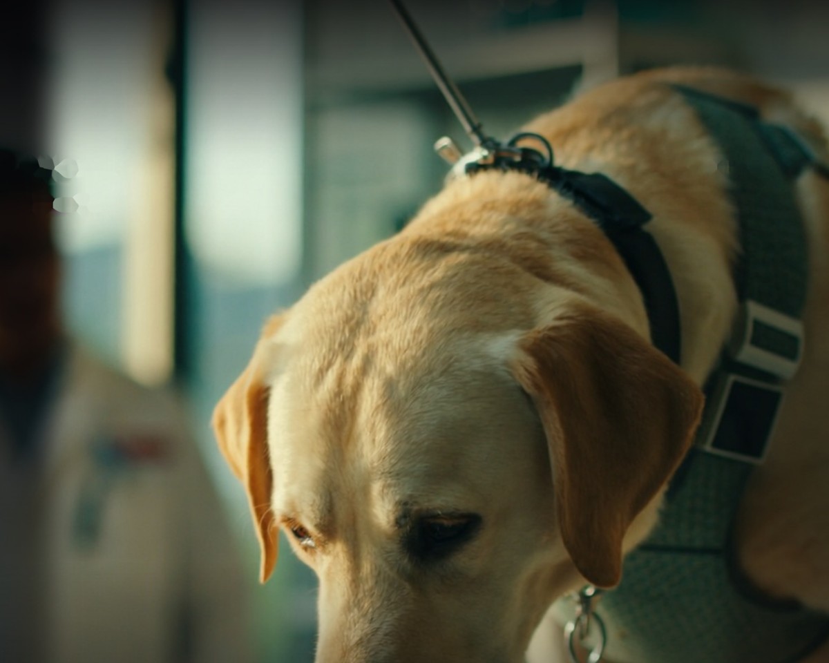 Illustration for the Dognosis cancer-sniffing dogs story